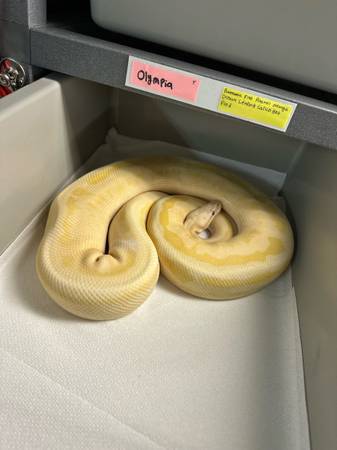 Banana OD Fire Leopard Pastel Calico 100% Het Pied (Leesburg)63687882948225120