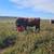 Red Angus Bull 1 thumbnail