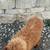 Standard poodle 5 thumbnail