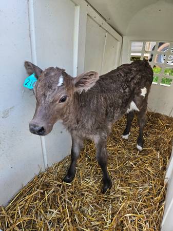 Char cross Calf 1