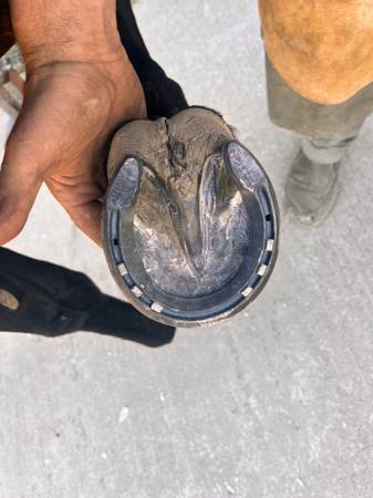 Horseshoeing 1