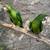 Mexican green conures 2 thumbnail