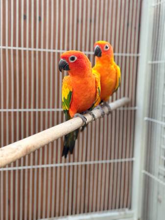 Sun conure pair 1