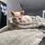 Hairless kittens 15 thumbnail