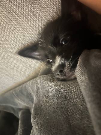 Chorkie puppy (Charlotte)63927658443651123