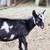 Nigerian Dwarf Does 7 thumbnail