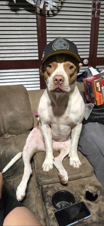 Bulldog 1