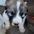 Lgd 2 thumbnail