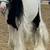 ✨ Meet & Lease Our Gentle Gypsy Vanner Horses with long Mane ✨ 2 thumbnail