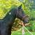 Fun all around mare 12 thumbnail