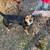Two beagles found 1 thumbnail