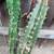 LARGE CACTUS PLANT  has thorns 4 thumbnail