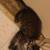 MaineCoon 2 thumbnail