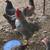 Roosters 2 thumbnail