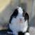 Holland lop 5 thumbnail