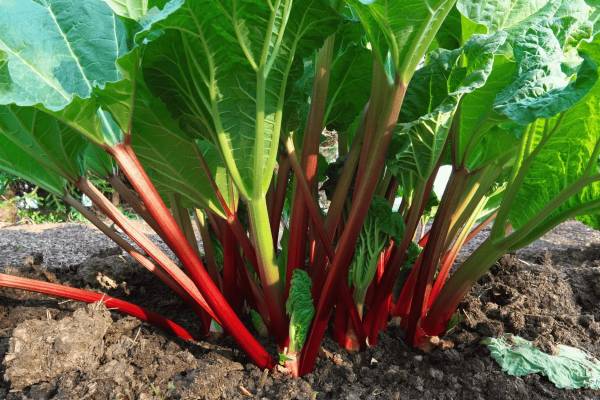 Rhubarb plants, PawPaw, Berry bushes wanted 1