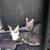 5 kittens (3 months old) 2 thumbnail