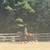 Husband/ trail/ lesson horse 7 thumbnail