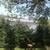 BALLED AND BURLAP EVERGREENS- ARBORVITAES- SHADE TREES AND MORE (SALE) 18 thumbnail
