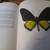 BOOK - "Beautiful Butterflies" - inc. 56 color plates, entomology 4 thumbnail