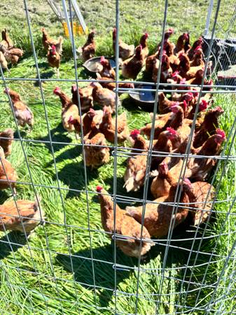 Chickens - Not currently laying 1