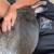 Pet rabbit 2 thumbnail