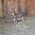 Nigerian goats 3 thumbnail