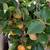 Fuyu Persimmons 12 thumbnail