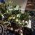 Artificial Grapevine Arrangement in Wooden Planter 3 thumbnail