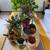 plant in CLAY pot cash only 15 thumbnail