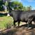 Bull 3 thumbnail