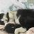 Orange and Tux cats need rehomeing 4 thumbnail