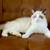 Ragdoll kittens available 4 thumbnail