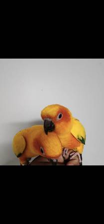 Sun conure (Brooklyn)63839339307523120