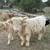 Mini Cow Calves Highland and Highpark 4 thumbnail