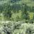 160 Acres in Markleeville 3 thumbnail