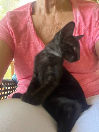 Gatitos gratuitos para un hogar cariñoso (Fairhope)