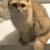 Nice and sweet golden Scottish fold girl kitty cat 2 thumbnail