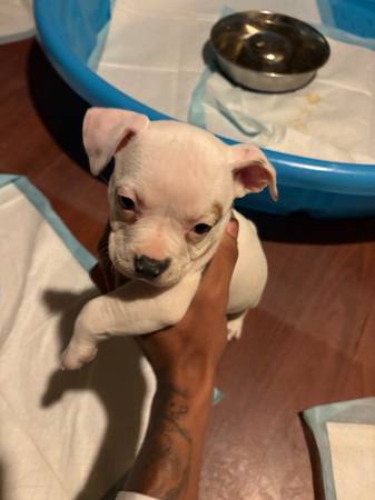 puppies for sale 1
