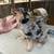Texas Heelers 5 thumbnail