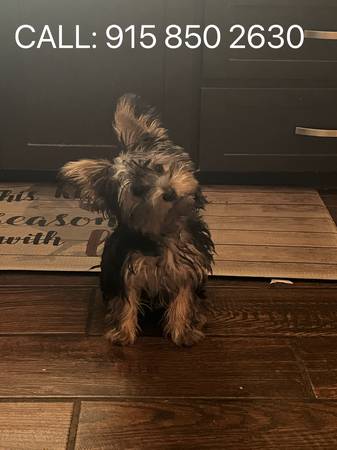 Male pup 1