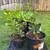 Kaffir Lime Trees 3 thumbnail