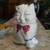 1930s shawnee puss n boots antique cookie jar reduced 3 thumbnail