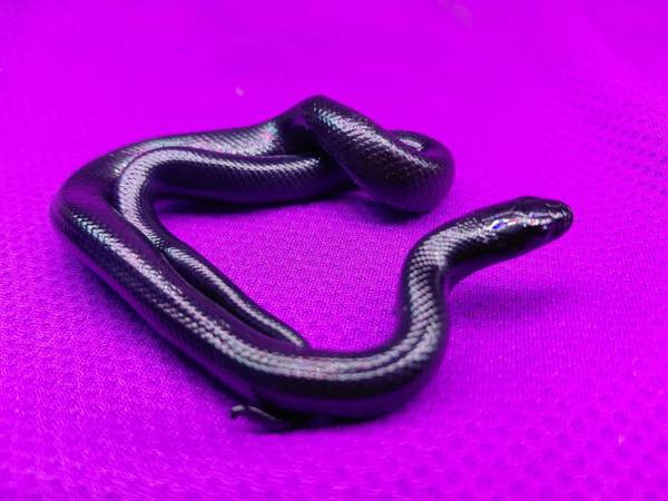 Cobras bebés disponibles para adopción==Bebés reyes mexicanos negros (costa sur)63700641498753120