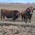 Aubrac Bulls 8 thumbnail