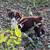 Australian shepherd puppy 5 thumbnail