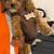 rehoming 7 month old red cavapoo female 11 thumbnail