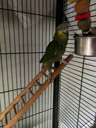 Yellow Amazon (Naples)63977625391235121