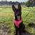 Rehoming, German Shepherd 1 thumbnail