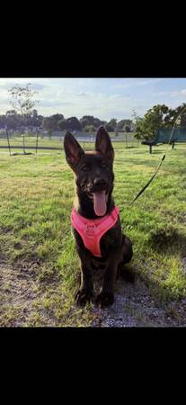 Rehoming, German Shepherd 1